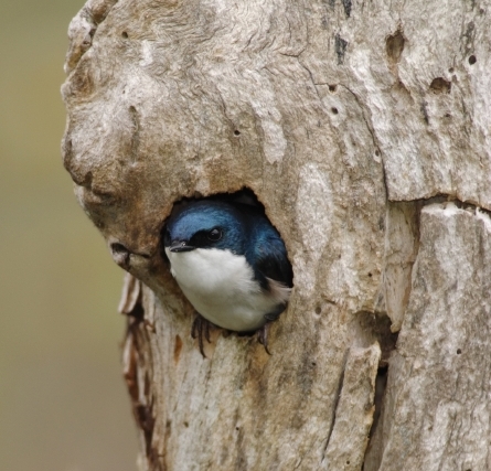 nest