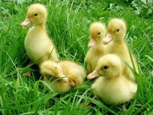ducklings (beliefnet)