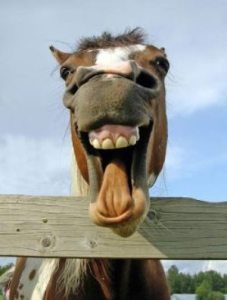laughing_horse1