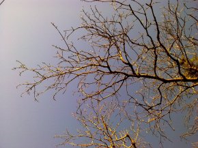 winter_tree