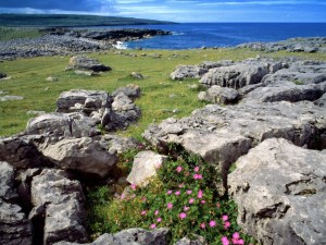 wildflowers_of_the_burren_ireland-1920x1440
