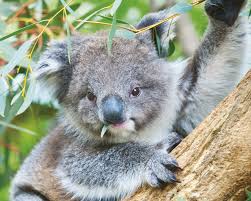 koala