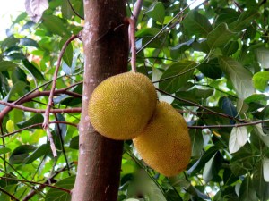 Jackfruit by Philippa Ramsden