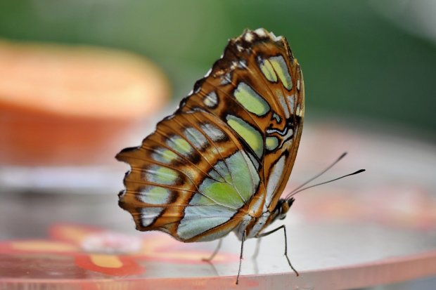 butterfly-4716054_1920.jpg